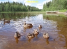Maisemat,eläimet ja kasvit