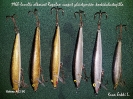Rapala vaappu